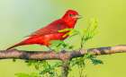 Summer Tanager, Taking A Look Around Art Print