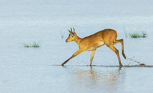 Bohor Reedbuck Crossing Through Marshy Wetlands In Amboseli Art Print
