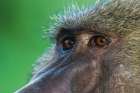 Olive Baboon Close-Up, Eyes Art Print
