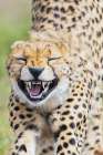 Young Cheetah, Yawn And Stretch Art Print