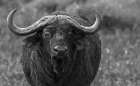 Cape Buffalo Close-Up In The Mara Art Print