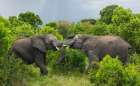 Playful Young Elephants Having Fun In The Brush Art Print
