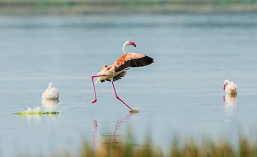 Greater Flamingo, Running On Water Art Print