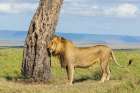 African Lion, Male Scratching His Head Art Print