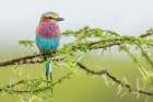 Lilac-Breasted Roller, At Home In The Grasslands Art Print