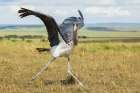Marabou Stork, Cheesing For The Camera Art Print