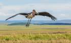 Marabou Stork Alighting Art Print