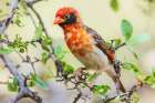 Red-Headed Weaver Foraging In The Scrub Brush Art Print