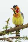 Red-And-Yellow Barbet (Male) At Home Amongst The Thorns Art Print