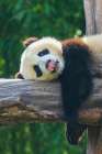 Curious Young Giant Panda Attempting To Rest Art Print
