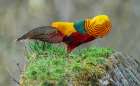 Golden Pheasant Male In Full Courtship Display, Courting A Female Art Print