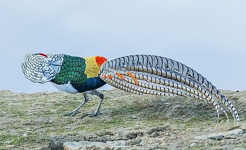 Lady Amhersts Pheasant Male In Full Courtship Display Art Print