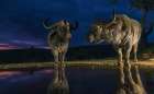 Cape Buffalo Bulls Quinch Their Thirst At Dusk Art Print