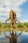 Cape Giraffe Getting A Drink Of Water Art Print