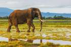 African Elephant, Walks Through Savannah After Evening Rain Showers Art Print