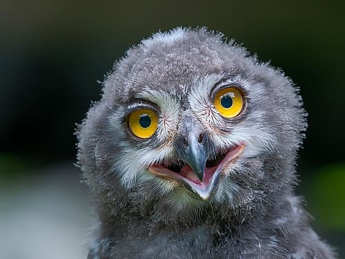 Chick Of A Snowy Owl (Bubo Scandiacus) App 8 Weeks Old. Europe, Germany, Bavaria, Hellabrunn Zoo Art Print