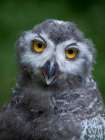 Chick Of A Snowy Owl (Bubo Scandiacus) App 10 Weeks Old. Europe, Germany, Bavaria, Hellabrunn Zoo Art Print