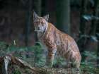 Eurasian Lynx (Lynx Lynx ) In The National Park Bavarian Forest (Bayerischer Wald)(Enclosure) Art Print