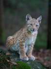 Young Eurasian Lynx (Lynx Lynx ) App 10 Weeks Old. Europe, Central Europe, Germany, Bavaria Art Print