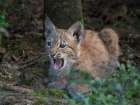 Young Eurasian Lynx (Lynx Lynx ) App 10 Weeks Old. Europe, Central Europe, Germany, Bavaria Art Print