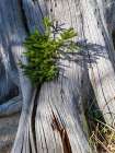 Woody Debris Or Dead Wood In National Park Limestone Alps Alpstein.. Europe, Central Europe, Austria Art Print