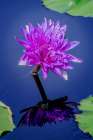 Purple Water Lily In A Pond, USA Art Print