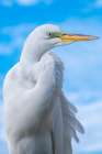 Majestic Great Egret Against A Vibrant Blue Sky - Stunning Bird Photography Art Print