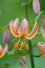 Closeup Of A Flowering Orange Martagon Lily, USA Art Print