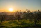 Pear Flowers In Bloom In The Olive Orchard For Spring, Pelago, Tuscany, Italy Art Print