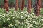 Flowering Snowbush (Ceanothus Velutinus) In Ponderosa Forest, Black Butte, Central Oregon, USA Art Print