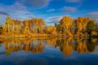 Golden Autumn Aspen Reflect In The Deschutes River Near Bend, Oregon, USA. Art Print
