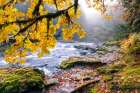 Autumn Broad Leaf Maple On Foggy Morning, South Santiam River, Willamette River Art Print
