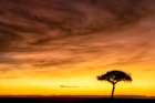 Africa, East Africa, Kenya, Maasi Mara. A Single Tree Stands Out In The Orange Morning Light.. Art Print