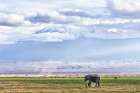 Africa, East Africa, Kenya, Amboseli National Park, African Bush Elephant, Loxodonta Africana Art Print