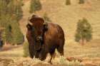 USA, Wyoming, Yellowstone National Park. Close-Up Of Male Bison. Art Print