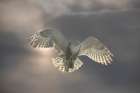 Canada, Ontario. Backlit Female Snowy Owl In Flight. Composite Image. Art Print