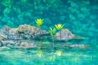 Fiji, Vanua Levu, Savasi Island Resort. Scenic Of Rock And Plant Reflections In Water. Art Print