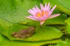 Fiji, Vanua Levu. Close-Up Of Cane Toad And Lotus Flower. Art Print