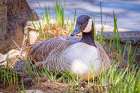 USA, Colorado, Fort Collins. Close-Up Of Canada Goose On Nest. Art Print