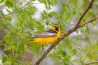 USA, Colorado, Pawnee National Grasslands. Close-Up Of Male Bullocks Oriole In Tree. Art Print