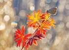 September Moments Art Print