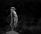 The Meerkat Art Print