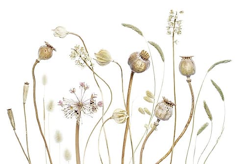 Pods Art Print by Mandy Disher