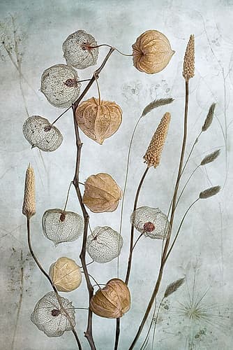 Lanterns Art Print by Mandy Disher