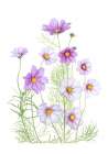 Cosmos Comfort Art Print
