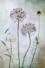 Allium Art Print