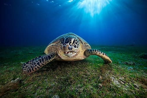Green turtle Art Print