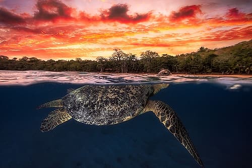 Green turtle and fire sky! Art Print