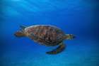 Green Turtle In The Blue Art Print