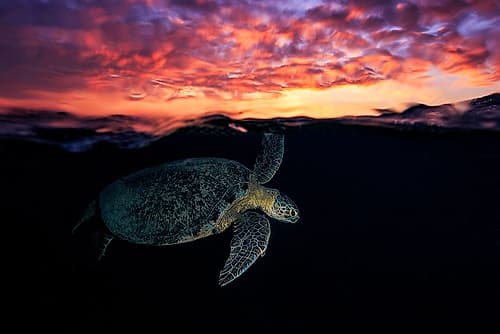 Sunset turtle Art Print